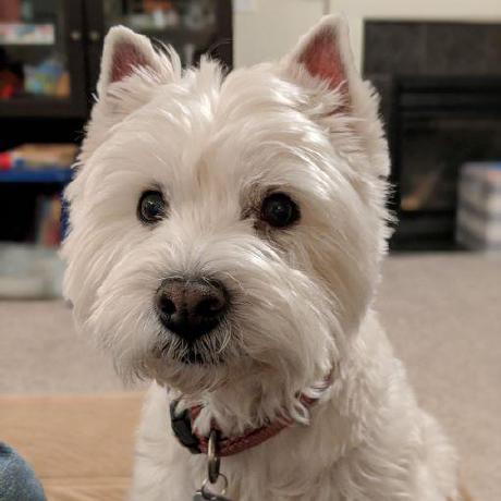 Myronng Myron Ng Github - Best City Arts in 4K