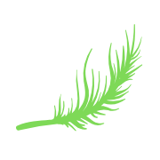 Curious Packet Github