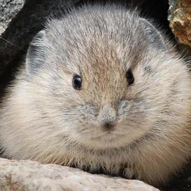 Infezek Ezequiel Lopes Github - Premium Light Illustration Gallery - 4K