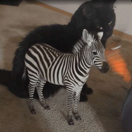 Ckaspian Cooper Kaspian Github