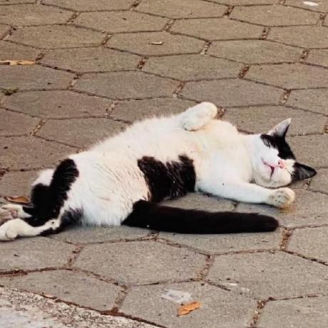 Sompalkar Som Github - Best City Textures in Desktop