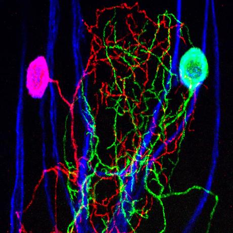 Github Umyelab Labgym Quantify User Defined Behaviors - Best Ocean Backgrounds in High Resolution