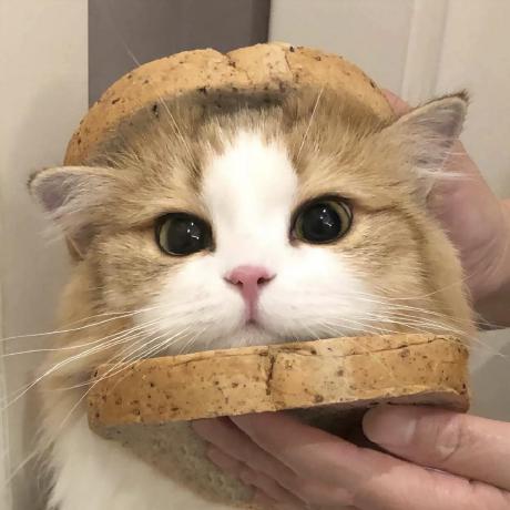 Yuxiaolejs Tianle Yu Github - Best Dark Images in Retina