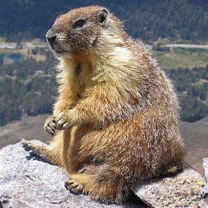Surveying Marmot Github - Dark Art Collection - HD Quality
