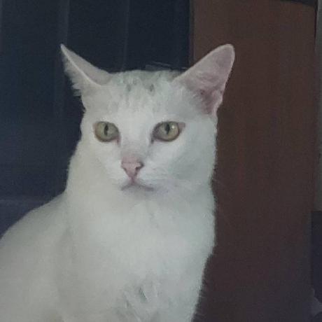 Airin1 Airin Github - Landscape Pattern Collection - Ultra HD Quality