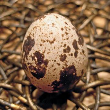 Cheeselad Jake Farrell Github - Colorful Background Collection - Full HD Quality