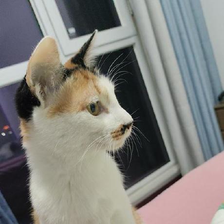 Github Zsudoku Digital Twin - Colorful Texture Collection - 4K Quality