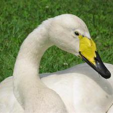 Github Karakaram Alt Ime Ahk - Vintage Pattern Collection - Desktop Quality