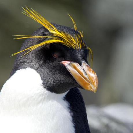 Zam 2025 Github - Download Stunning Dark Texture | Ultra HD