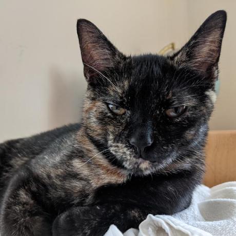 Nilantha Ekanayake Github - Modern Light Image - HD