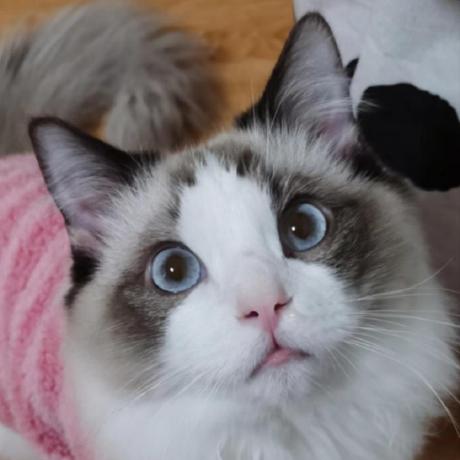 Github Aj Mider Software Management - Geometric Picture Collection - High Resolution Quality