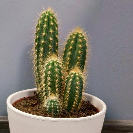 Maciejkubus Maciej Kubus Github - Incredible Abstract Pattern - 8K