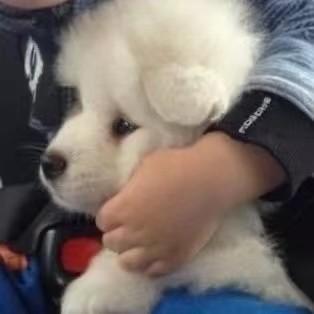 He Yichen Heyichen Github