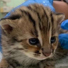 Github Lunagoodnight Dotnetrpg - Premium 8K Abstract Images | Free Download