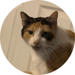 Jamesonnetworks Brent Jameson Github - Mountain Arts - Perfect 4K Collection