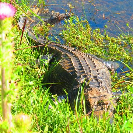 Github Biocontainers Containers Bioinformatics Containers - Amazing Space Texture - Ultra HD