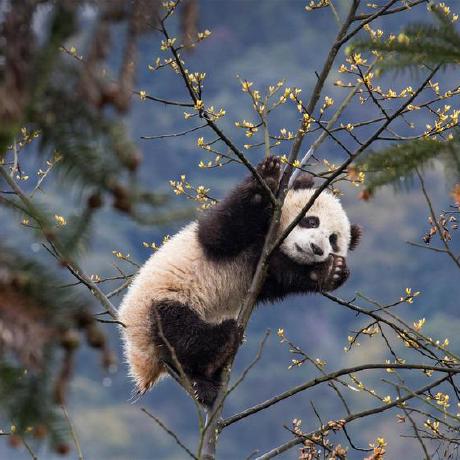 Summerwang0806 Wenxin Github