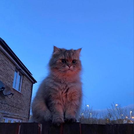 Github Minor Contagion Witcher - Download Ultra HD Geometric Illustration | Mobile