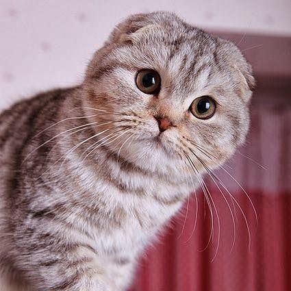 Github Sefasaid Render Script This Is Render Script For Maabac Com - 4K Colorful Backgrounds for Desktop