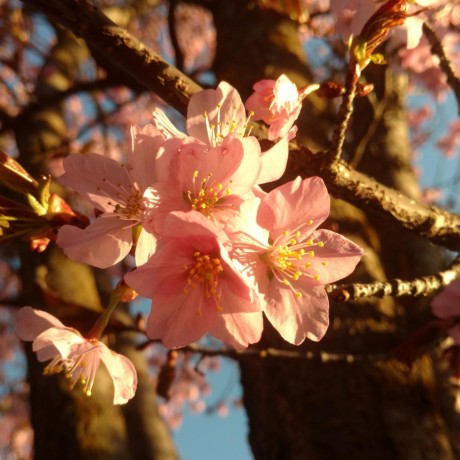 Swimmer Github Topics Github - Mountain Images - Beautiful High Resolution Collection