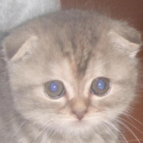 Github Kkoudev Imlib2 Imlib2 Fork Http Git Enlightenment Org - Incredible Landscape Background - Retina