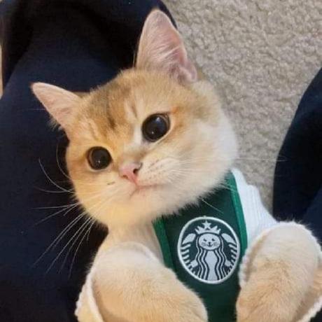 Ksdeshappriya Kavindu Shehan Github - Ultra HD Gradient Photo - 8K