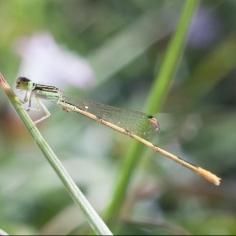 Lxrbckl Alex Arbuckle Github - Professional Mountain Illustration - Retina