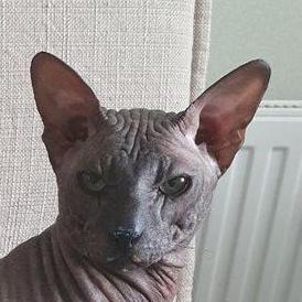 Agent Release Issue 7 Zzzteph Kraker Github - Premium Ultra HD Dark Pictures | Free Download