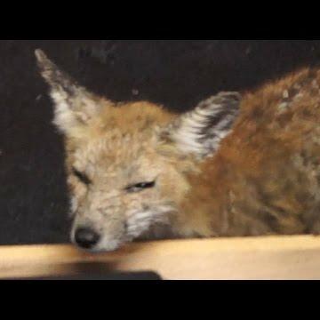 Rogerio Fox Github - Geometric Arts - Perfect Mobile Collection