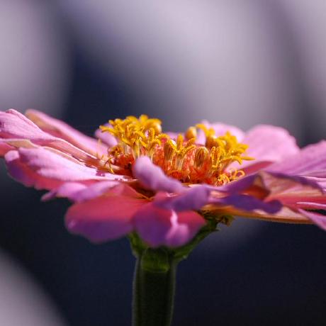 Nataliehe Natalie Github - 4K Nature Arts for Desktop