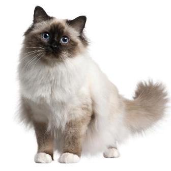 Akanazawa Github - Ultra HD Gradient Photo - High Resolution