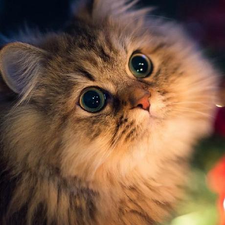 Github Justlovedo Blog Github Io - Classic Mobile Geometric Patterns | Free Download