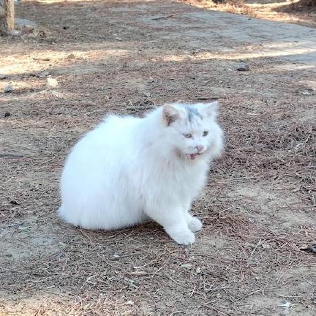 Github Maozhiling2018 Zhsq - Download Elegant Gradient Picture | Mobile