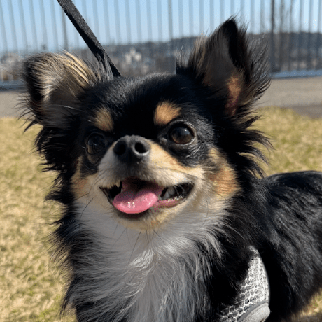 Er1na Erina Github - Colorful Arts - Ultra HD Ultra HD Collection