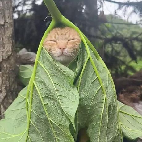 Lucas Rm Lucas Marcondes Github - Gradient Textures - Gorgeous Ultra HD Collection