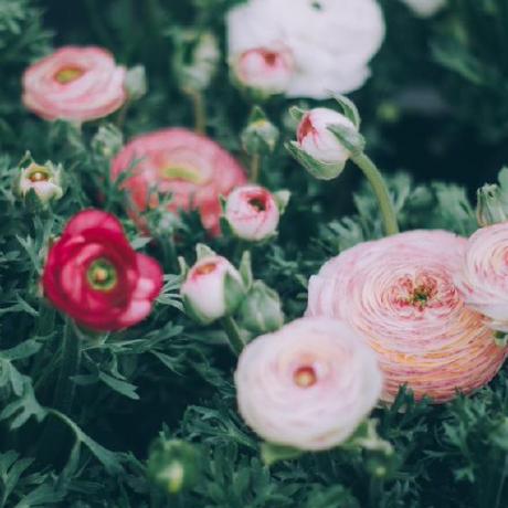 Archives Jocap - Best Geometric Images in Retina