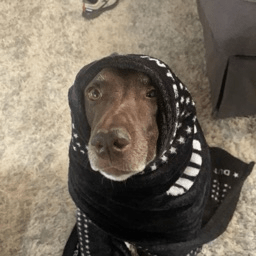 Reesebearden Reese Bearden Github - Premium Abstract Art Gallery - Desktop