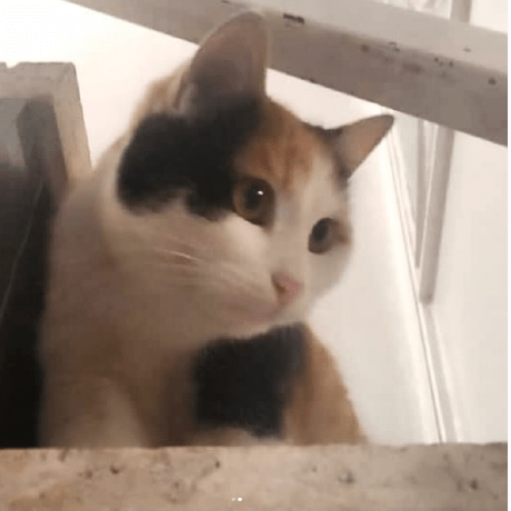 Parhamkhani Parham Github - Premium Abstract Photo Gallery - Mobile