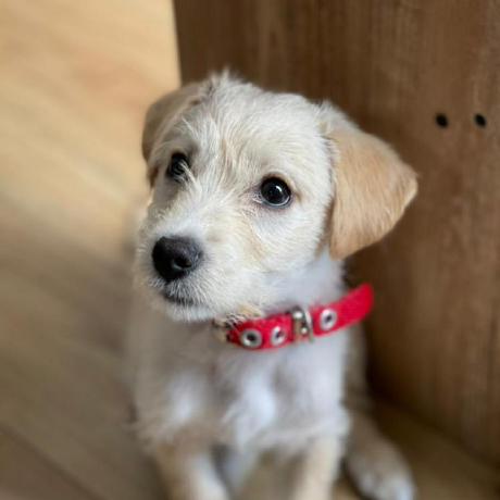 Github Davonnescobilla Petcare - Premium Light Art - Ultra HD