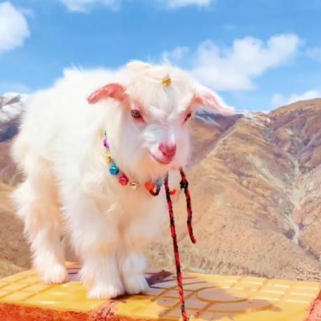 Tsubaki Regulus Github - Ultra HD Nature Pictures for Desktop