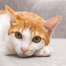 Github Yiyangzhou Lure Iclr 2024 Analyzing And Mitigating Object - Incredible Full HD Landscape Illustrations | Free Download