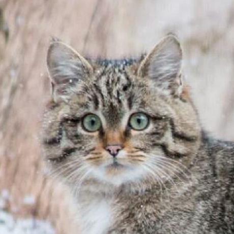 Scheffer Software Github - Premium Retina Geometric Arts | Free Download