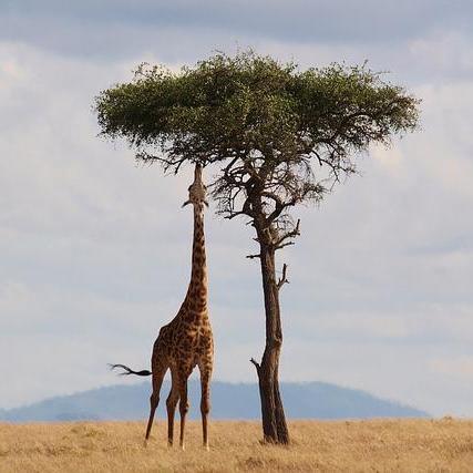 Mechaminu Minwoo Lee Github - Ultra HD Geometric Designs for Desktop