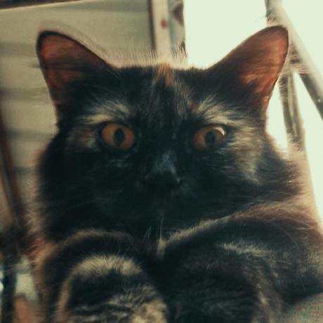 Repositoryofcalories Christopher Corns Github - Best Nature Textures in 8K