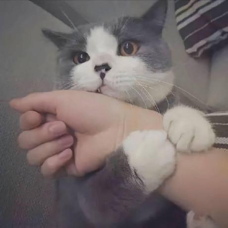 Freshwatersupport Freshwater Support Github - Mountain Arts - Professional Desktop Collection