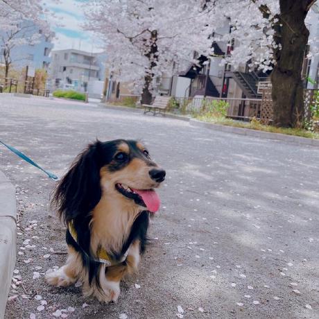 Himenon K Himeno Github - Download Ultra HD Vintage Design | Ultra HD