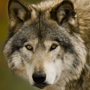 Can Daddy Daddy Github - Sunset Background Collection - HD Quality