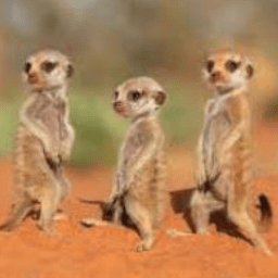 Github The Fighting Mongooses Seven Bridges - Download Beautiful Light Background | Ultra HD