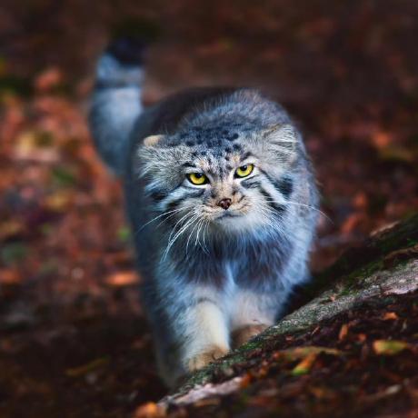 Github Ryo15571 Ryo Info - Download High Quality Vintage Background | HD