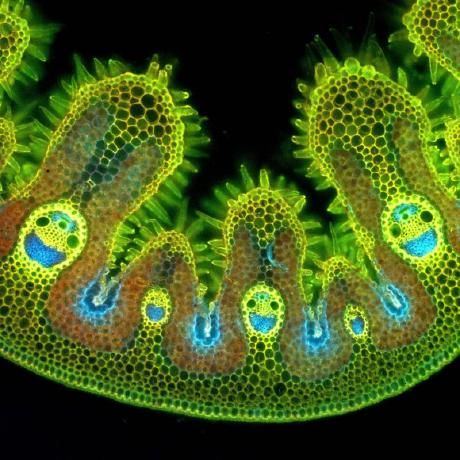 Github Jd2703 Team6 - Nature Pattern Collection - Mobile Quality